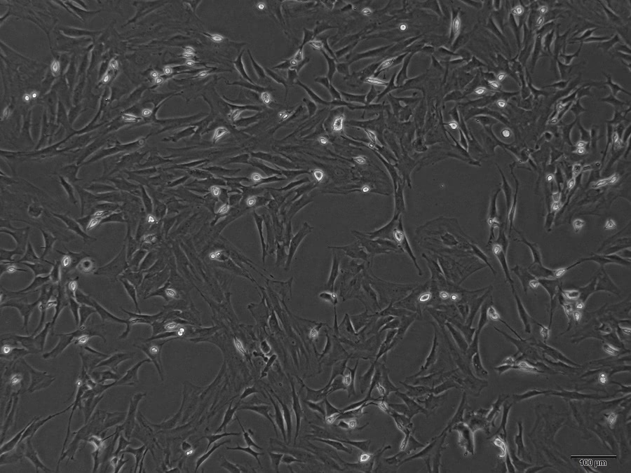 鼠源骨髓間充質(zhì)干細(xì)胞